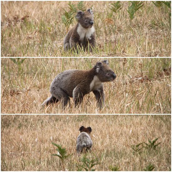 Wir trauten unseren Augen kaum, als wir später beim Fahren etwas Richtung Straße "hoppeln" sahen.
Aber als wir genauer hinschauten, konnten wir "es" tatsächlich als einen putzmunteren Koala identifizieren, der mit beachtlicher Geschwindigkeit durchs Feld marschierte.
Ein irrer Anblick!!!!!!
Als er sich dann aber zu sehr der Straße näherte, mussten wir ihn leider weghupen!
Das fand er gar nicht schön und hat ihn auch total erschreckt. Also hat er uns mit groooßen kleinen Augen angeschaut und den Rückzug Richtung Wald angetreten... 