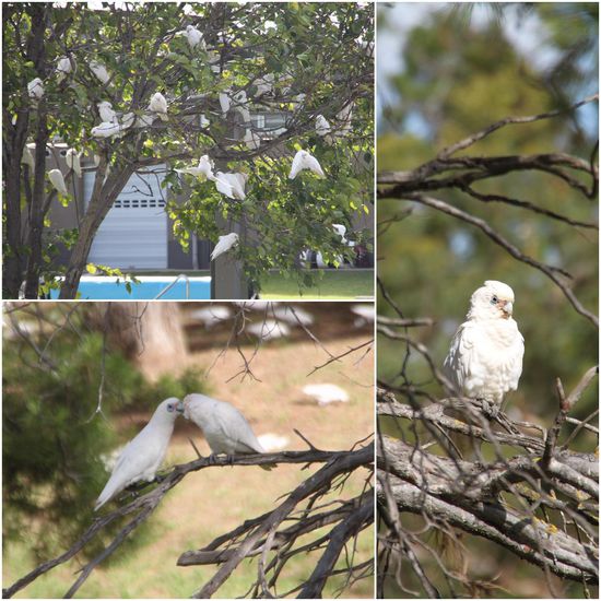 Und wieder einmal werdet ihr mit Kakadu-Fotos zugeschüttet, aber in Strathalbyn hätten wir sie wie Äpfel von den Bäumen pflücken können, so unglaublich viele waren es.