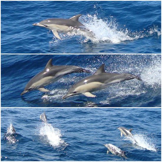 Coloured Dolphins