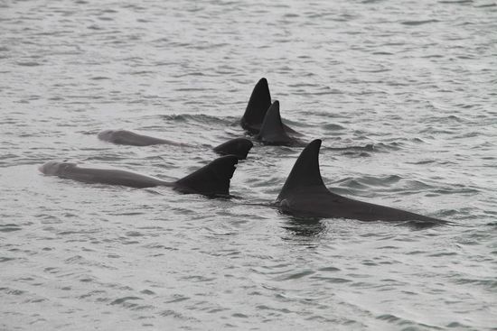 Langsam nähern sich die Stars von Monkey Mia.