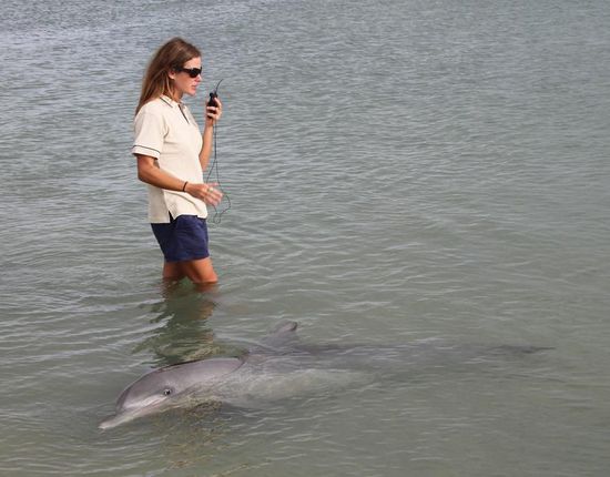 Die Delfine begrüßen die Ranger, die jedes der Tiere persönlich kennen und erstmal eine Bestandsaufnahme machen, wer eigentlich alles gekommen ist. Und auch die Flipper lunzen neugierig aus dem Wasser, um zu schauen, wer da so am Strand rumsteht.