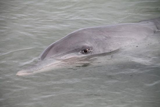 Guckguck - so ein Delfinauge ist echt faszinierend.
