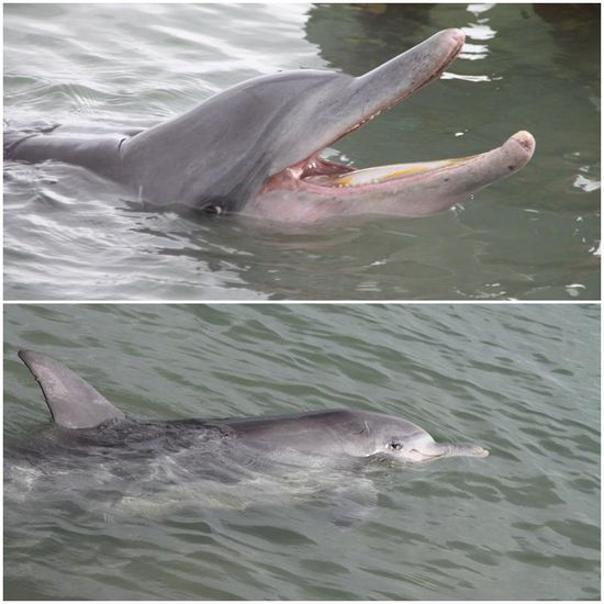 Da ist aber jemandem die Freude über das Leckerli anzusehen 
Zum Dank hat er beim Wegschwimmen ganz zart unsere Beine gestreift, so als wollte er Danke sagen.