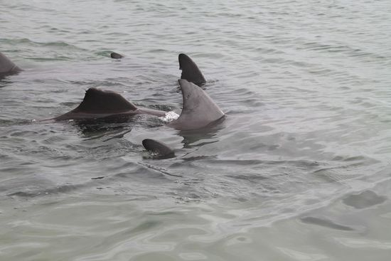 Im Laufe seines Lebens sammelt jeder Delfin einige Narben, dem einen Gesellen hier fehlt sogar die halbe Finne. Die meisten Wunden resultieren von Haiangriffen, jede Delfinmutter würde zur Verteidigung ihres Kalbs ihr Leben opfern und steckt dabei so einiges ein. Wir möchten an dieser Stelle aber darum bitten, die Haie hierfür nicht zu verfluchen. Sie sind die Könige der Meere und stehen an der Spitze der maritimen Nahrungskette. Für ein Gleichgewicht der Meere sind sie daher unentbehrlich. Auch sie müssen ihren Hunger stillen und auch wenn man es sich kaum vorstellen mag, auch Delfine sind Räuber und fressen andere Fische 