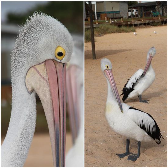 Auch diese Freunde des Fischs wussten ganz genau, wann es mit der Fütterung losgeht.