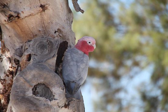 Und weil sie einfach so schön sind, machen heute diese niedlichen Baumbewohner den Abschluss des Kapitels. Diese Vögelchen in den Hello-Kitty-Farben heißen korrekt Bourkesittiche.