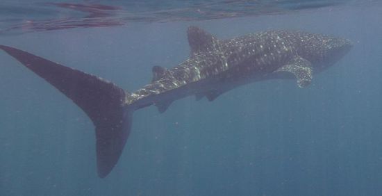 Die einzige "Verteidigung" des Walhais ist übrigens seine dicke Haut (die dickste im Tierreich mit bis zu 15cm) und die Tiefe.
Er kann auf mindestens 1.500 Meter abtauchen. Mehr konnte man noch nicht messen, da bei dieser Tiefe die Tags (Messgeräte, die mal an einem Tier befestigt wurden) kaputt gehen 
Also gut möglich, dass es noch tiefer geht...