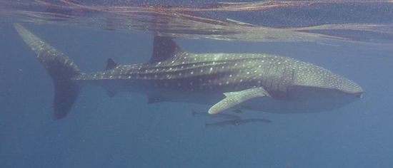 Die Weibchen können bis zu dreihundert lebende Junge gebären. 
Noch im Mutterleib befinden sich die Embryos jedoch in unterschiedlichen Entwicklungsstadien, was wohl ziemlich einzigartig ist. Die Mutter kann selbst bestimmen, wann sie es für eine gute Zeit hält, Junge zu bekommen, sprich wenn die natürlichen Bedingungen günstig sind.