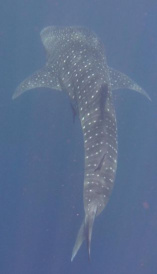 Lustig, wie klein die Schwanzflosse aus dieser Perspektive wirkt.
So hat er - oder sie? -  sich dann verabschiedet, mit langsamen und eleganten Bewegungen in die Tiefe des Meeres...