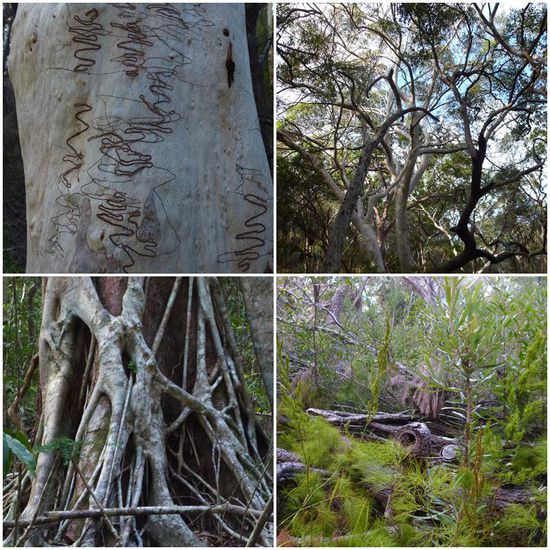 Okay, einmal haben wir uns tatsächlich aufgerafft und eine Wanderung im angrenzenden Nationalpark gemacht, hier ein paar Beispiele von "natürlicher" Kunst.