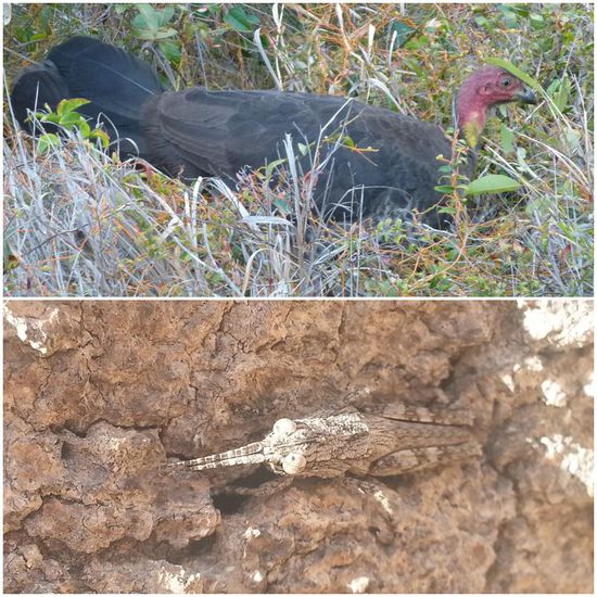 Und hier unsere Freunde aus dem Reich der Tiere:
oben: Das Deutschland-Huhn - trägt schwarz-rot-gold, hat sich nur in der Reihenfolge vertan.
unten: Herr Biedermann, passt sich gerne an.