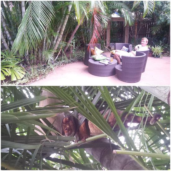 Den Opossums gefällt die Oase mindestens genauso gut wie uns und so schauen sie jeden Abend vorbei und suchen in den Palmen nach einem Snack.