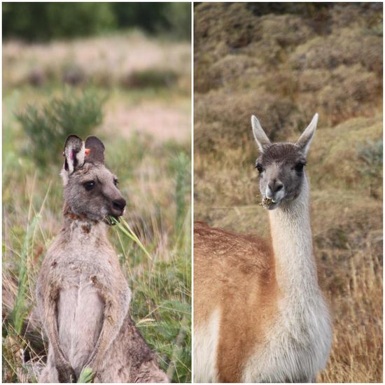Känguru versus Guanaco
Hätten wir nur das Gesicht ausgeschnitten - wer hätte den Unterschied erkannt?! Beide ausgesprochen gerne am Gras-Mümmeln.