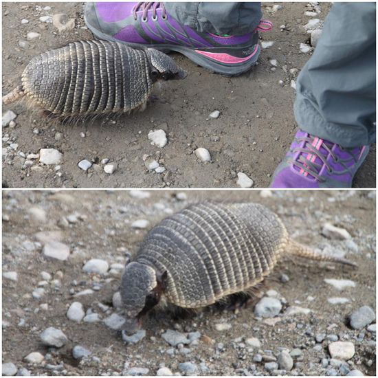 Auf Schritt und Tritt ist er den Signalfarben gefolgt.
Egal, ob lila oder gelb...Am liebsten wäre das Vieh ins Auto gesprungen und mitgekommen.