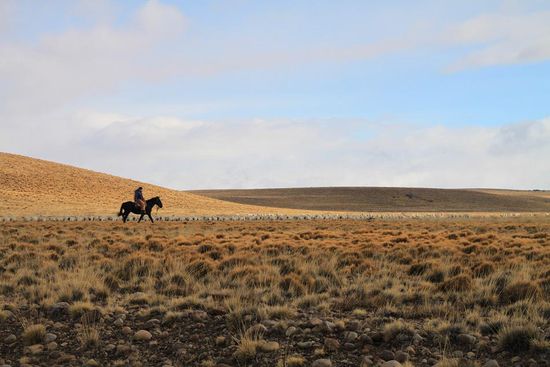 oben:
Bei der Arbeit
unten:
Ur-Gaucho