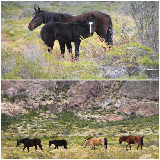 Wildpferde und Rinder, oft gesehene Tiere am Straßenrand.