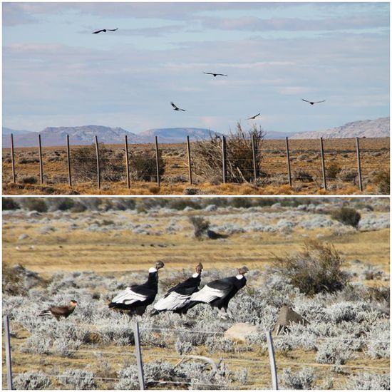 Blöd, die Kamera hatte gestreikt. Es waren bestimmt acht Kondore, leider konnten wir sie nicht genauer fotografieren.
Links der Kleine in der unteren Bildhälfte hatte so die Größe eines Mäusebussards.