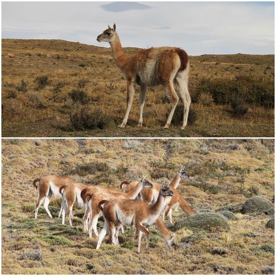 Ok, hier sieht man schon, dass das Tierchen eher mit dem Kamel verwandt ist.