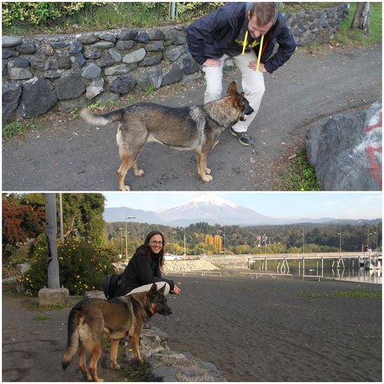 In Pucón suchen sich die durchweg lieben Straßenhunde gerne mal ein Herrchen für einen Spaziergang.
Egal, wo man lang geht, sie folgen einem auf Schritt und Tritt.