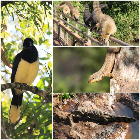 Oben rechts:
Coatis, bringt euer Butterbrot in Sicherheit, sonst ist es weg...