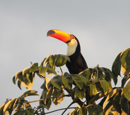 Tukan in freier Wildbahn