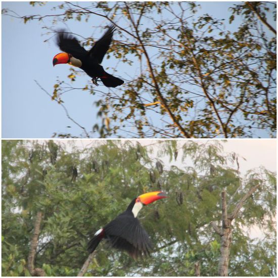 Komisch, dass er nicht nach vorne wegkippt... 
Damit das nicht passiert, ist der beeindruckende Schnabel trotz seiner Größe ganz, ganz leicht und dient unter anderem der Regulierung der Körpertemperatur.