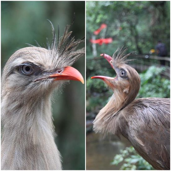 Es gibt auch allerlei Federvieh, das man nicht so erwartet hätte und wohl auch nicht so kennt.
Wie wir heute wissen, handelt es sich hierbei um einen Seremia. Dieser in Brasilien heimische, 90 cm große Vogel hat ein ganz zartes Stimmchen  und könnte prima als Wecker eingesetzt werden.