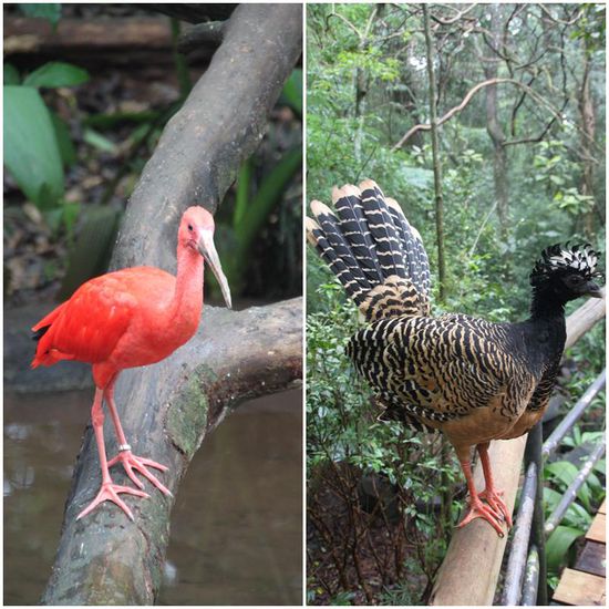 Links: Roter Ibis
Rechts: Hmmm, vergessen...