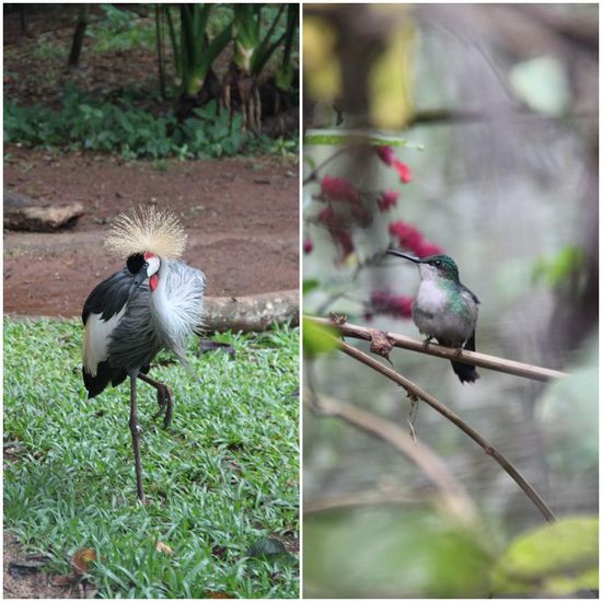 Kolibris, wie hier rechts, gehören zu unseren Favoriten. Sie machen Geräusche, wie ein Hubschrauber, und ihnen beim Fliegen zu zu schauen, wie sie in Windeseile hin und her flitzen oder senkrecht in der Luft stehen bleiben, wird nicht so schnell langweilig.