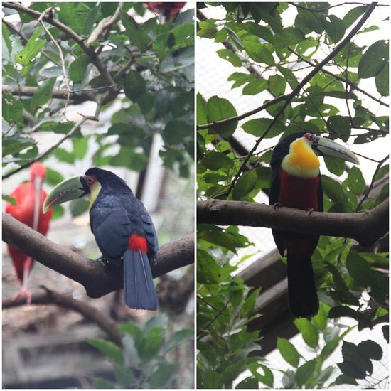 Wir hätten nicht gedacht, dass es 45 Arten von Tukanen gibt, oben im Bild z.B. ein Bunttukan.
Der bekannteste Vertreter ist natürlich der Riesentukan, unten im Bild.