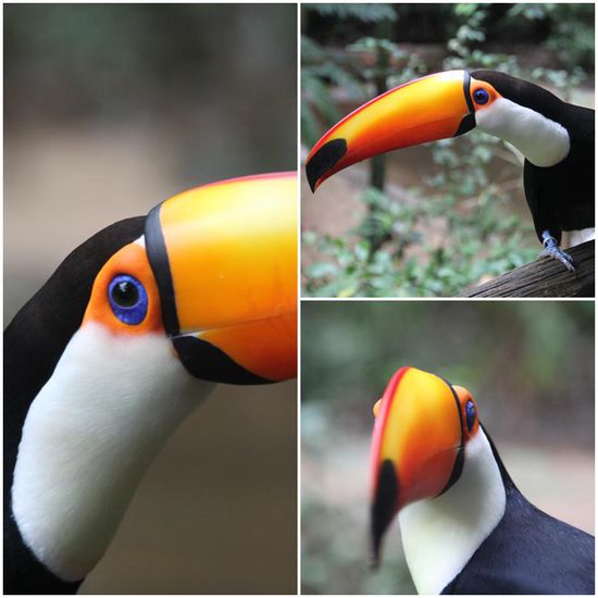 Dass er so schöne blaue Augen hat, erkennt man natürlich nur, wenn man ihm so nahe kommt wie im Park.
Trotzdem waren die Begegnungen an den Wasserfällen die schöneren für uns, die wir mit Sicherheit nicht vergessen werden.