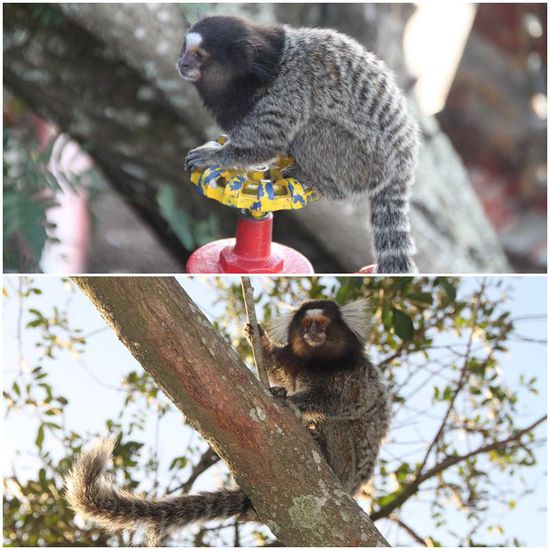 Auf dem Zuckerhut gibt sie noch, die verschollen geglaubten Gremlins!
Und sie sind schon wieder dabei, Schabernack zu treiben...