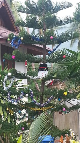 Es muss nicht immer Nordmanntanne sein 