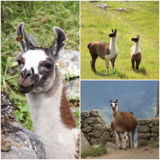 Und weil sie so goldig sind, hier gleich noch ein paar mehr Fotos 