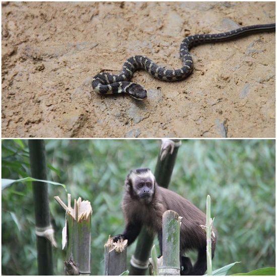 Oberes Bild:
Fer-de-Lance und Kapuzineräffchen.
Die Bisse der Lanzenotter ist hochgiftig und sie ist für viele Unfälle in Südamerika "verantwortlich". Unser Exemplar war zwar noch ein Baby, aber auch die sind schon giftig, von daher haben wir respektvoll Abstand gehalten.
Unteres Bild:
Titi-Monkey und Hoatzin.
Aufgrund seiner Merkmale wurde der Hoatzin lange Zeit für das Bindeglied zu einem bereits ausgestorbenen Urvogel gehalten. Aufgrund seines Geruchs hat er noch einen weiteren, nicht sehr schmeichelhaften Namen: Stinkvogel.