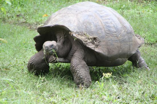 Turtle-SUV mit mehr Bodenfreiheit