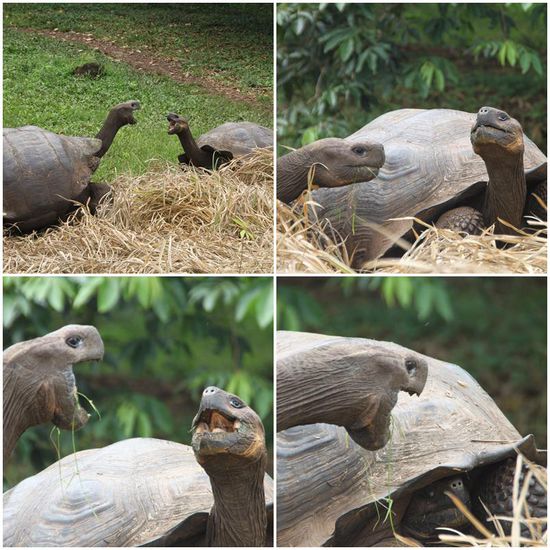 Auch hier gilt: der Stärkere gewinnt und der andere verzieht sich in sein Schneckenhaus. Wirkt ein bisschen wir zwei zahnlose Rentner, oder? 