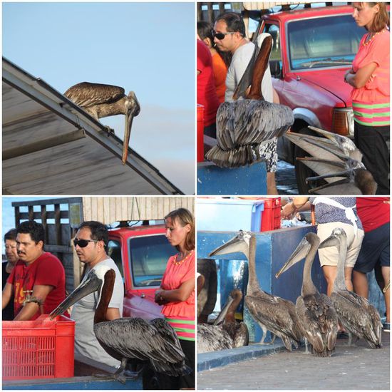 Da wird gegeiert, was das Zeug hält!