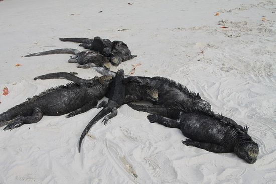 Am liebsten fletzen sie sich alle auf einen Haufen, denn aneinander gekuschelt wärmt es sich ja bekanntlich am besten. Und wenn einer kommt oder einer geht, da ist man auch nicht zimperlich, sondern latscht einfach über den Rest drüber.