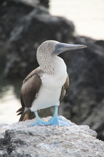 Am späten Nachmittag genießt der Blaufusstölpel die letzten Sonnenstrahlen (coole Gummistiefel übrigens!)...