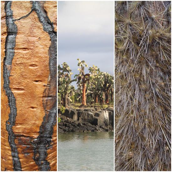 Opuntien (Kaktusfeigen) sind vielerorts anzutreffen.