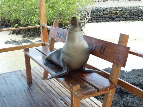 Hier sitz' ich! Mach' dich ab!