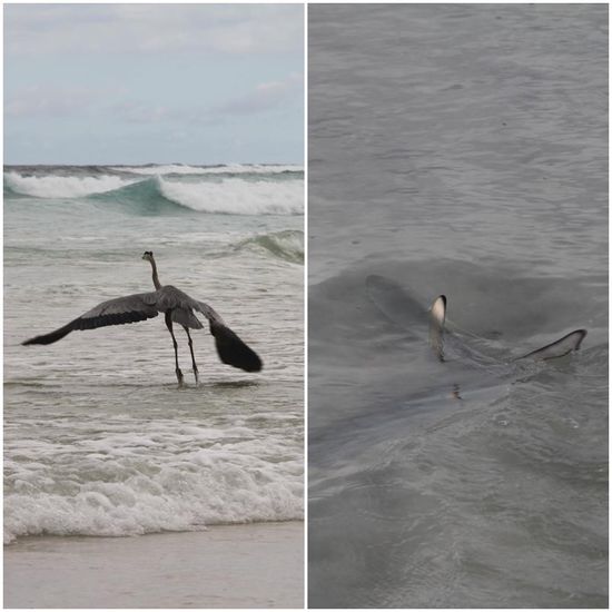...und die Jäger werden aktiv: Graureiher und Baby-Schwarzspitzenriffhai auf Futtersuche. 
Besonders goldig war der kleine Hai, der von der rauen Brandung ziemlich hin und her gewirbelt wurde und oft ganz schön "strampeln" musste, um wieder in tieferes Wasser zu gelangen und nicht zu stranden.