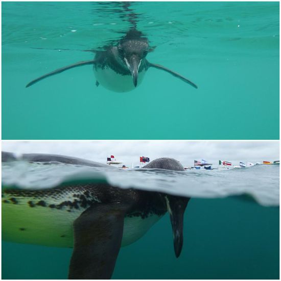...und ein verliebter Pingu - in Axels T-Shirt!
Der Galapagos-Pinguin ist die am nördlichsten vorkommende Pinguinart. Aufgrund seines geringen Bestandes (1.200 Tiere gem. Schätzung 2004) steht er auf der roten Liste der gefährdeten Tierarten.