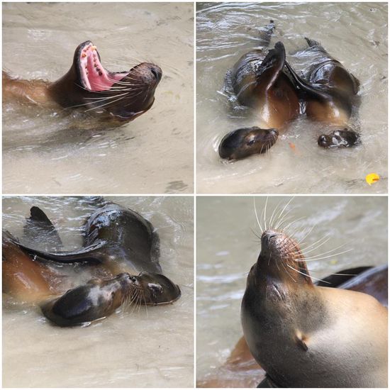 Verliebte Seelöwen...