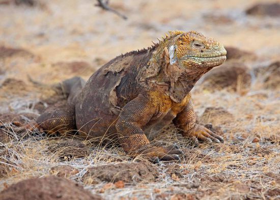 Landleguane können bis zu stattlichen 1,25 m lang werden. Es ist auch empfehlenswert, den Weg für sie frei zu machen, wenn sie irgendwo entlang laufen. Sie können wohl ordentlich zubeißen, wenn sie sich bedroht fühlen.