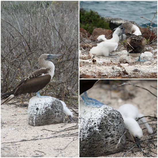 In der Kinderstube bei den Blaufußtölpeln