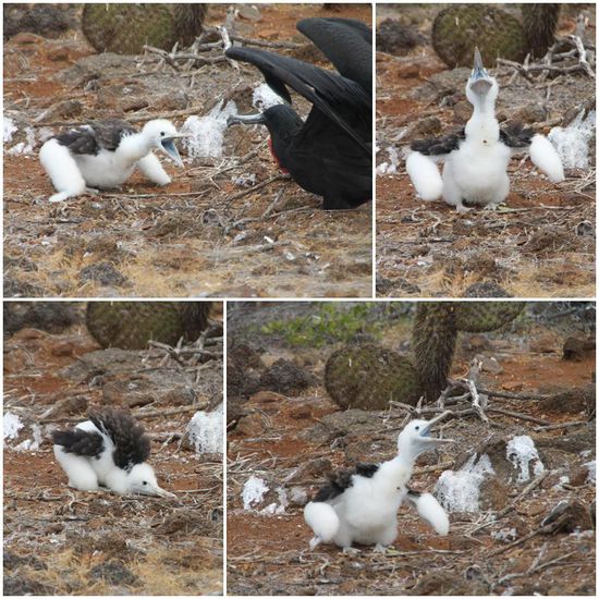 Wenn ein Fregattvogel-Baby Hunger hat, dann führt es einen regelrechten Regentanz auf: Heya-Mama, Hunger-Mama, Heya-Heya-Heya... 