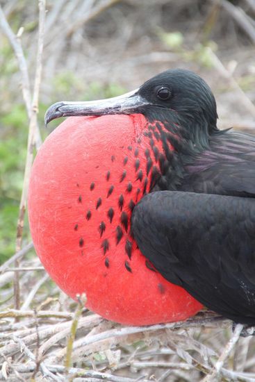 Männlicher Fregattvogel mit aufgeblasenem Kehlsack
Unten links: Bei der Balz wirft das Männchen seinen Kopf in den Nacken, bläst den Kehlsack auf, breitet seine Flügel aus und stößt trommelnde Geräusche aus.
Unten rechts: Airbag immer am Mann!