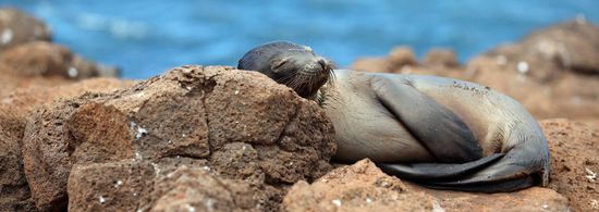 Und natürlich treffen wir auch hier wieder auf die süßen Seelöwen. Da das Herumtollen bekanntlich ganz schön müde macht, sind sie an Land eigentlich ausschließlich beim Siesta-Machen anzutreffen  Da könnte man sich glatt daneben kuscheln, oder?